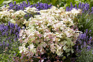 Bild von Hydrangea